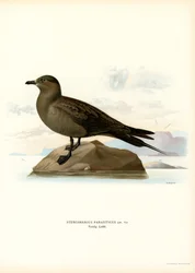 Kleine Jager (kleur litho)