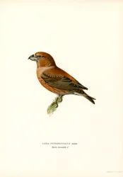Grote Kruisbek