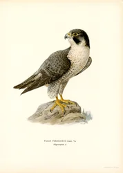 Slechtvalk