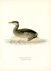 Roodhalsfuut