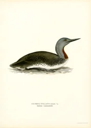 Roodkeelduiker