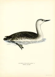 Roodkeelduiker