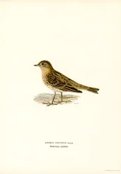 Roodkeelpieper