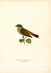 Gekraagde roodstaart