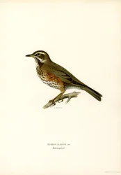 Koperwiek