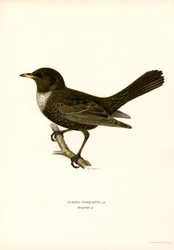 Kramsvogel