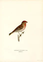 Roodmus