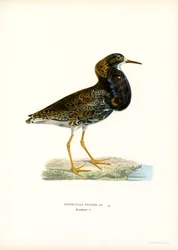 Kemphaan