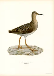 Kemphaan