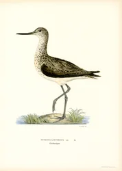 Oeverloper
