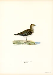 Temmincks Strandloper