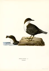 Waterspreeuw