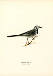 Witte Kwikstaart