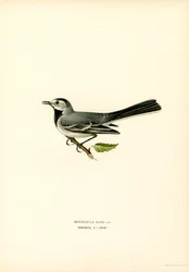 Witte Kwikstaart