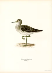 Bosruiter