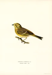 Geelgors (Emberiza citrinella)