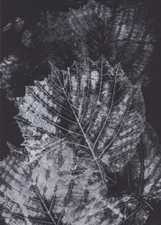 Monochrome bladstudie