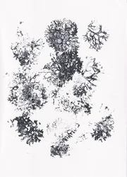 Biologische botanische vormen