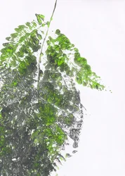 Biologische groene varen