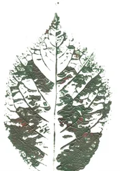Groen blad met structuur
