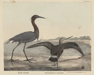 Blauwe kraanvogel, Hudsoniaanse grutto, litho door Childs en Inman, uit 