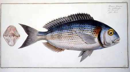 Natuurhistorische plaat: De brasem van Marc Elieser Bloch Ichtyologie Parijs - Berlijn - Londen 1787
