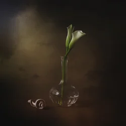Elegante calla