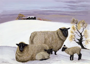 Schapen in de winter
