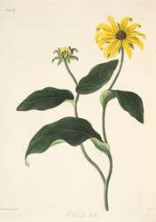 Zwartogige Susan, uit Bloemillustraties van de Seizoenen, uitgegeven 1829