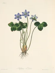 Gewone Blauwe Hepatica, uit Bloemillustraties van de Seizoenen, uitgegeven 1829
