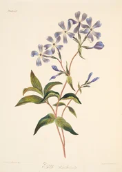 Vroegbloeiende Lychnidea, uit Bloemillustraties van de Seizoenen, uitgegeven 1829