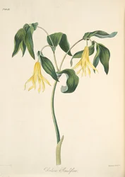 Grootbloemige Klokwortel, uit Bloemillustraties van de Seizoenen, uitgegeven 1829