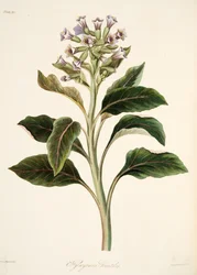 Oosterse Hyoscyamus, uit Bloemillustraties van de Seizoenen, uitgegeven 1829