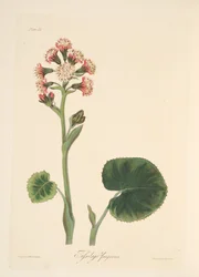 Winterheliotroop, uit Bloemillustraties van de Seizoenen, uitgegeven 1829