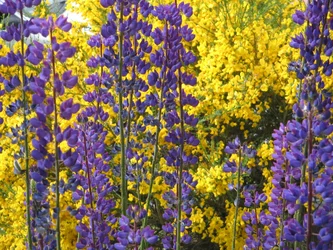 Lupinen op Vuurland
