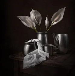 Elegante vredeslelies