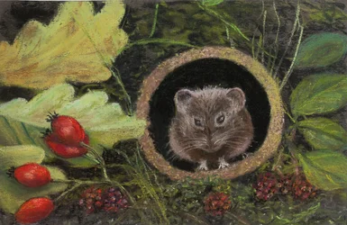 Veldmuis in Afvoerpijp, 2020