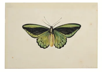Vlinder, gewone groene vogelvleugel (Ornithoptera priamus)