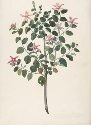 Studie van een plant met rood-paarse bloemen Sebastiana africana purpurea, 1695