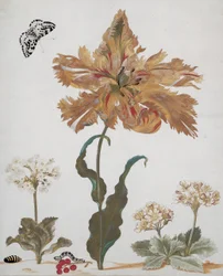 Een Papegaaitulp, Aurikels, Rode Bessen, met een Ekstermot, zijn rups en pop, ca. 1670