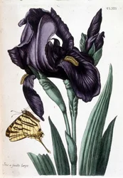 Iris met brede bladeren - in 