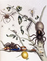 Verschillende spinachtigen uit Zuid-Amerika, 1726