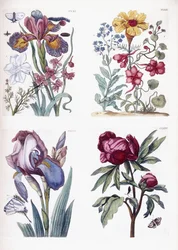 Verschillende Europese insecten en bloemen