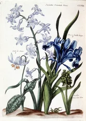 Witte oosterse hyacint, grote bladiris, hondstand, grote blauwe muscari - in “Histoire générale des insectes de Surinam et de toute l