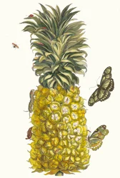 Ananas mur. Uit het Boek Metamorphosis insectorum Surinamensium, 1705
