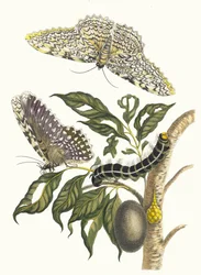 Arbre de gomme-gutte. Uit het Boek Metamorphosis insectorum Surinamensium, 1705