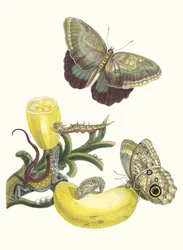 Baccores. Uit het boek Metamorphosis insectorum Surinamensium, 1705