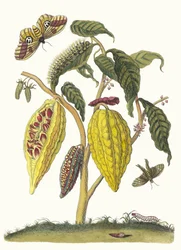 Cacao. Uit het boek Metamorphosis insectorum Surinamensium, 1705