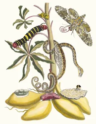 Cassave. Uit het Boek Metamorphosis insectorum Surinamensium, 1705