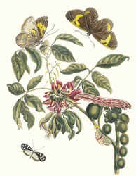 Coronilla Americana Arborescens. Uit het boek Metamorphosis insectorum Surinamensium, 1705